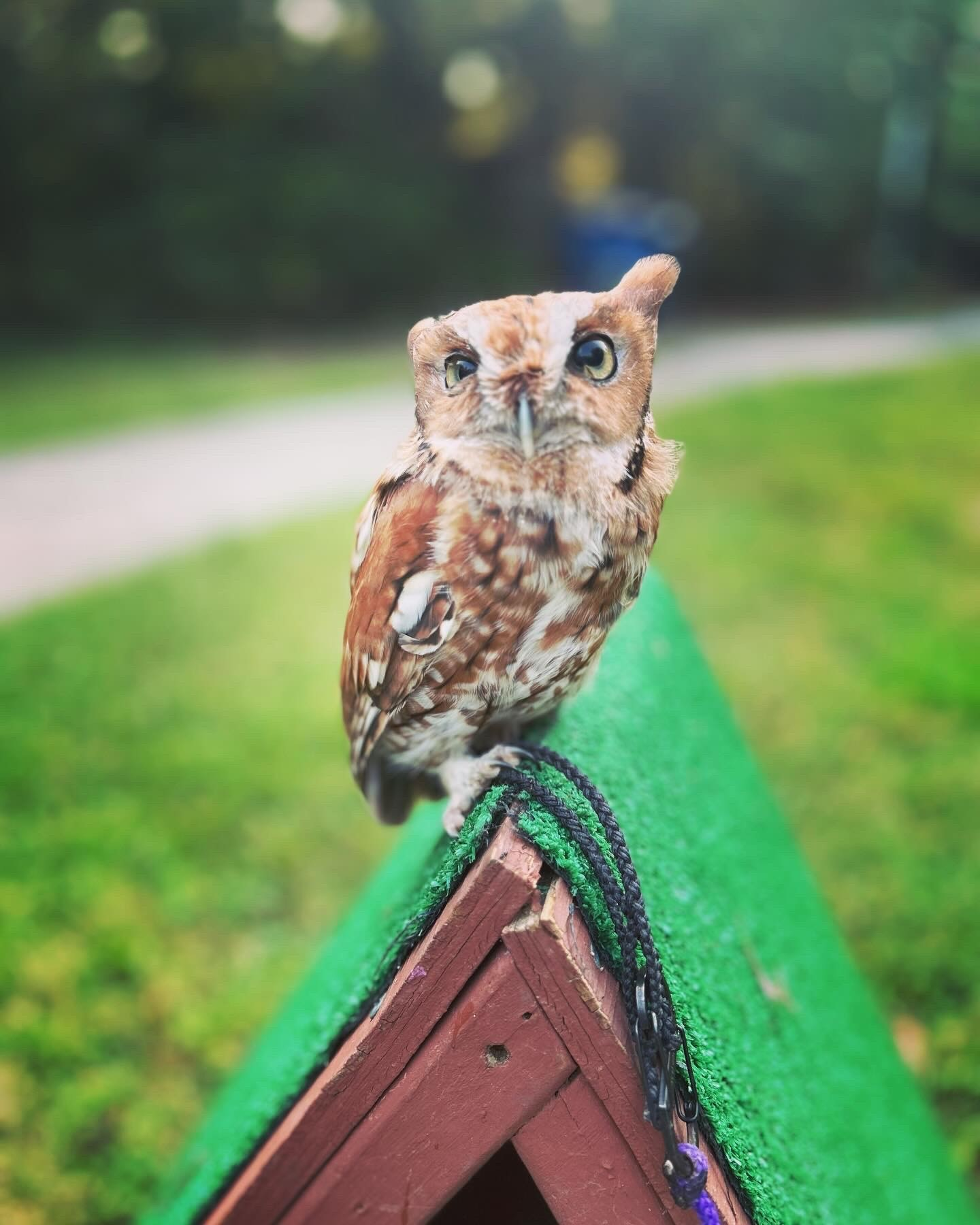 In Memory: Arlo the Eastern Screech Owl — Piedmont Wildlife Center
